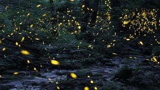 Tennessee fireflies A summertime light show [upl. by Bowie]