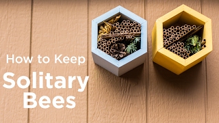 How to Keep Solitary Bees [upl. by Iduj]