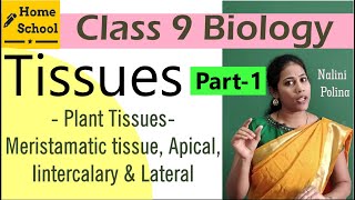 Tissues Class 9 Biology Part1 [upl. by Harve]