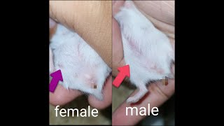 How to gender a month old Roborovski hamster [upl. by Athene]