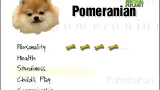 Breed All About It  Pomeranian [upl. by Ecarret587]