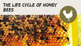 The Life Cycle of Honey Bees [upl. by Merriott883]