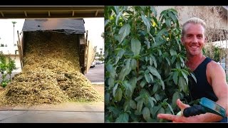 Amazing EDIBLE GARDEN amp TREES Using WOOD CHIPS [upl. by Nohsed]