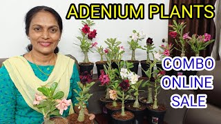 ADENIUM PLANTS  COMBO OFFER GRAFTED ADENIUM PLANTS  WHOLESALE RATE ONLINE SALE VARIETY COLOURS [upl. by Odlaumor808]