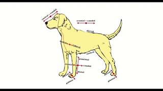 Directional Terms Used in Animal Anatomy [upl. by Marie-Jeanne]