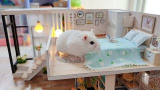 Cute Roborovski Hamster Playing In DIY Miniature House Cage  Hamsters Island [upl. by Adnauqal]