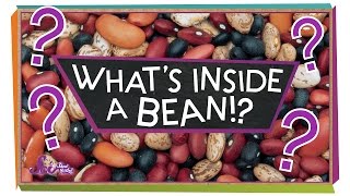 Whats Inside a Bean  sciencegoals [upl. by Courtund]