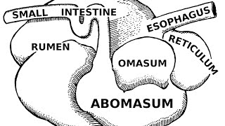 Digestive Systems of Livestock Anatomy [upl. by Juli]