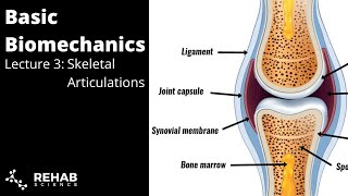 Biomechanics Lecture 3 Skeletal Articulations [upl. by Cherri]