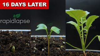 EPIC Radish Growing From Seed  Time Lapse [upl. by Tasha]