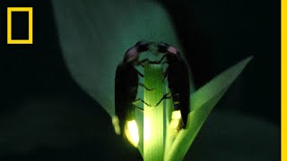 Fireflies Put on a Spectacular Mating Dance  Short Film Showcase [upl. by Carnahan]