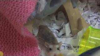 How To Take Care Of Roborovski Hamsters [upl. by Mani78]