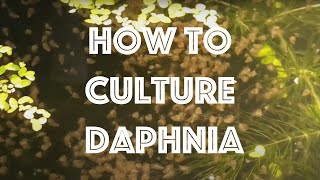 How To Culture Daphnia Magna [upl. by Avle224]