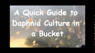 How to culture daphnia outside [upl. by Enawyd803]