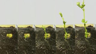 Grow broad beans from seeds Timelapse Day 1 To Day 25 [upl. by Elstan189]