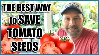 How to Save Tomato Seeds for Next Year [upl. by Tirrell]