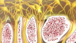 Olfaction and How Smelling Works  Visible Body [upl. by Lancelle]