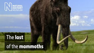 The last of the mammoths  Natural History Museum [upl. by Anaic]