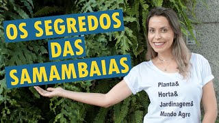 Como cuidar de SAMAMBAIAS 🌿 7 dicas importantes [upl. by Sirois270]