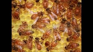 Honeybees Inside the Hive [upl. by Markman]