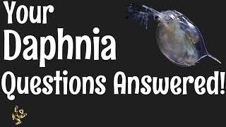 Daphnia Questions Answered [upl. by Annitsirhc651]