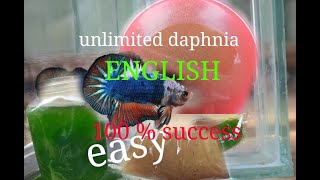 daphnia moina culture Easy way Unlimited production English  with sub Green water Chlorella [upl. by Leviram]