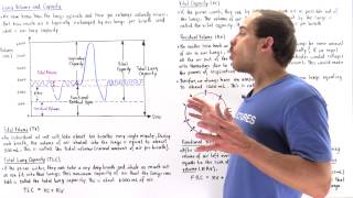 Lung Capacity and Volume [upl. by Nial]