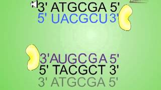 Antisense RNA technology [upl. by Iras]