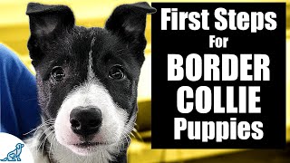 Border Collie Puppy Training  10 Skills To TEACH FIRST [upl. by Ericka]