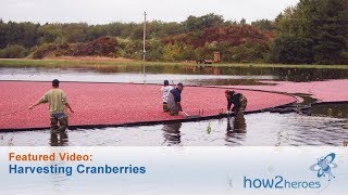 Harvesting Cranberries  Farm Tour [upl. by Tammi]