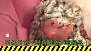 Hamster giving birth what to do Baby hamsters being born [upl. by Htnicayh]