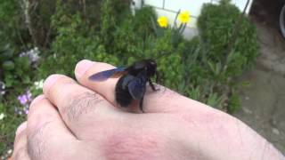 Assisting Alfred the Carpenter Bee [upl. by Jasun]