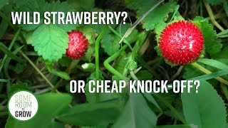 How to Identify Wild Strawberry vs Mock Strawberry [upl. by Rehtnug844]