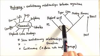 AS Biology  Phylogeny OCR A Chapter 103 [upl. by Goldman]