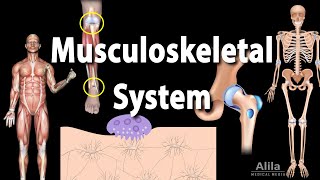 Overview of the Musculoskeletal System Animation [upl. by Gabrielli713]