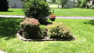 How to trim Barberry and Yew bushes [upl. by Juliet]