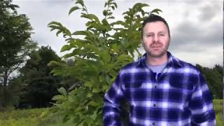 How to Grow a Chestnut Orchard Part I  Why Chestnuts [upl. by Inad55]