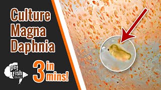 How to culture DAPHNIA MAGNA  The easy way [upl. by Masry]