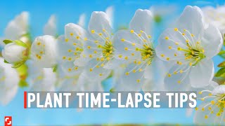 How I Shot My First Plant TimeLapse  Shutterstock Tutorials [upl. by Onaicul]