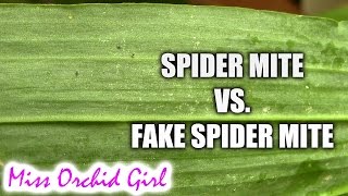 Spider mite Vs False spider mite  How to tell the difference [upl. by Odlopoel]