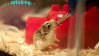 The Story of My Cute Roborovski Dwarf Hamster [upl. by Nwahsyt]