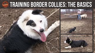 Training Border Collies The Basics [upl. by Airolg]