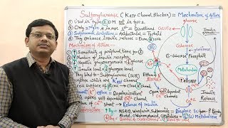 Diabetes Mellitus Part10 Mechanism of Action of Sulfonylurease  Antidiabetic Drugs  Diabetes [upl. by Chita148]