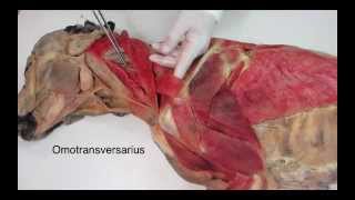 Veterinary anatomy dog muscles thoracic limb 1 of 3 [upl. by Ernesto484]