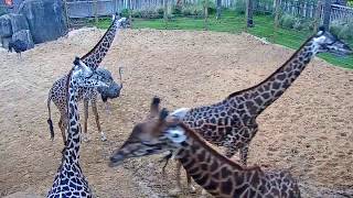 Houston Zoo Giraffe Platform Cam  Feeding Live Cam  Ozolio Webcam Services [upl. by Uliram]