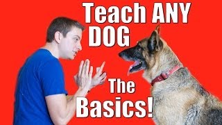 Dog Training 101 How to Train ANY DOG the Basics [upl. by Ocsecnarf659]