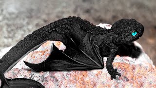 10 dragons caught on camera [upl. by Ketty]