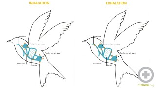 Avian Anatomy Basics [upl. by Eseilana]