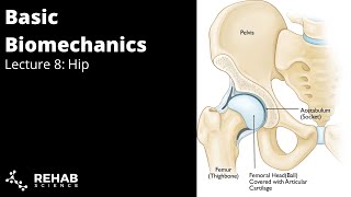 Biomechanics Lecture 8 Hip [upl. by Violeta]