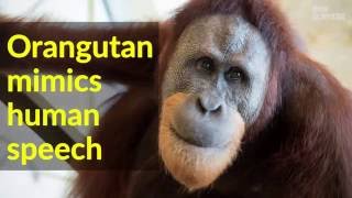 Orangutan quotspeaksquot by mimicking [upl. by Judah47]